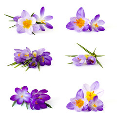 crocus flower on white background - fresh spring flowers - collage