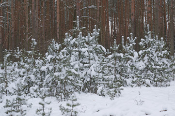 Młode sosny pokryte śniegiem. © boguslavus