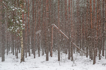 Zimowa śnieżyca w sosnowym lesie.