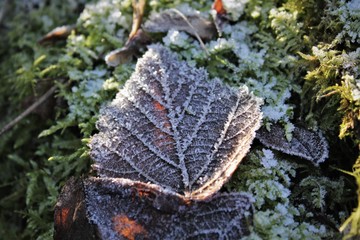 frozen leaf with crystals