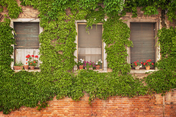frontage with ivy in venice, italian architecture 