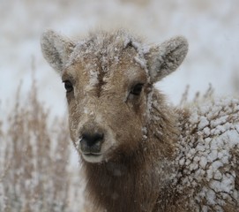 Bighorn lamb in Grand Teton (Winter)