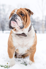 Portrait of big English bulldog outdoor,selective focus