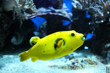 Puffer fish