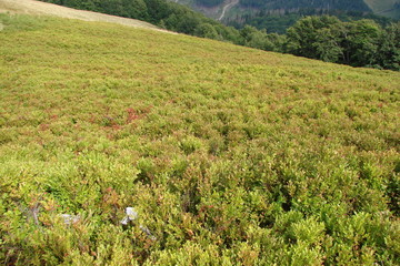 Panorama of a mountain valley covered with immature blueberry bushes.