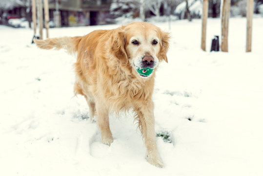 Golden retriever running with the ball in mouth,selective focus