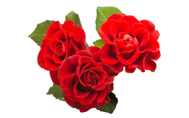 red rose isolated