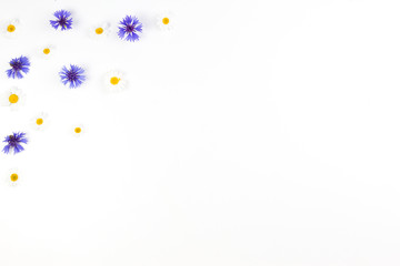 Cornflowers and chamomile on white background. Flat lay, top view