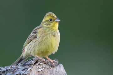 Goldammer (Emberiza citrinella)