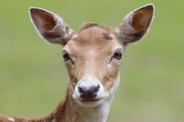 Damhirsch (Dama dama)