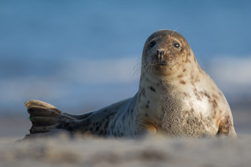 Kegelrobbe (Halichoerus grypus)