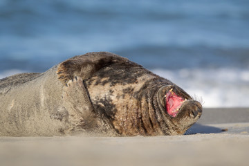 Kegelrobbe (Halichoerus grypus)