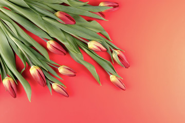 Tulips in a corner of the frame on a red background