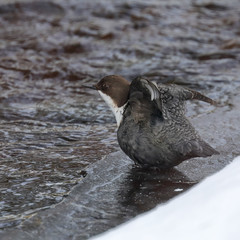 Fototapeta premium White throated dipper
