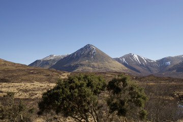 Fototapeta premium Red Cuiilins on a stunning March day