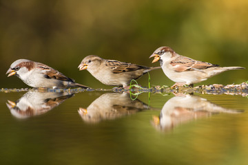 Haussperlinge (Passer domesticus)
