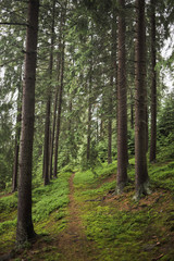 Fototapeta na wymiar Pathway in old pine wood. Vertical color photography.