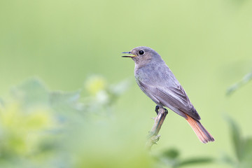 Hausrotschwanz (Phoenicurus ochruros)