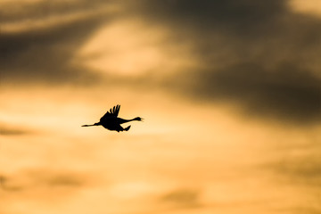Kranich im Sonnenaufgang