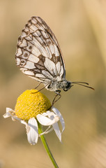 Schachbrett (Melanargia galathea)