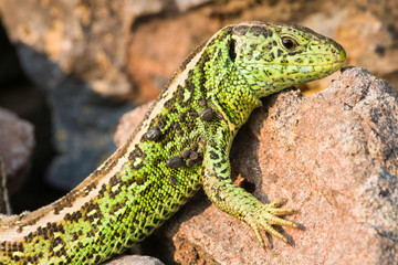 Zauneidechse (Lacerta agilis) mit Zecken