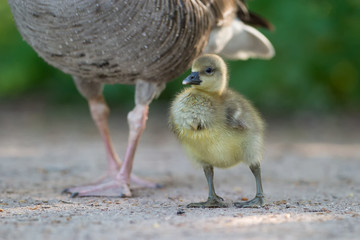 Junge Graugans (Anser anser) © Christoph