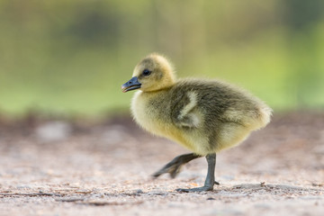 Junge Graugans (Anser anser)