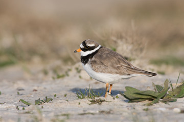 Sandregenpfeifer (Charadrius hiaticula)