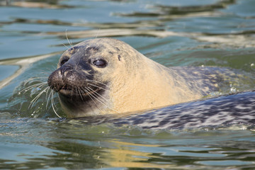 Seehund (Phoca vitulina) © Christoph