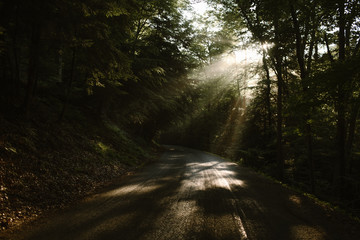 Obraz premium A Road Through A Forest With Light Rays Through The Trees