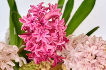 Flowering red hyacinth close-up,background