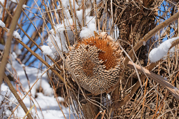 Getrocknete Sonnenblume, Winterfütterung