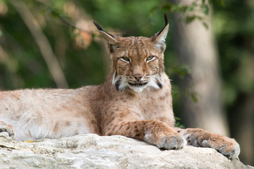 Eurasischer Luchs (Lynx lynx)