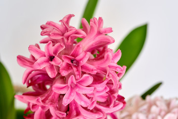 Flowering red hyacinth close-up,background