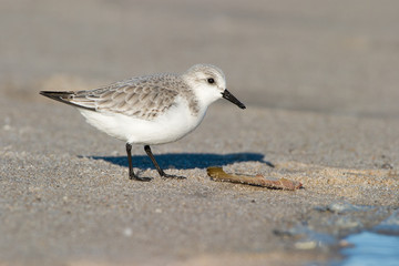 Sanderling (Calidris alba)