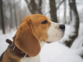 portrait of Beagle dog in snow-covered forest