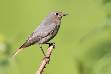 Hausrotschwanz (Phoenicurus ochruros)