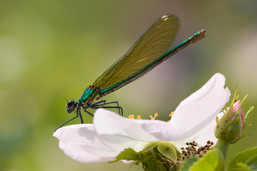 Weibchen der Gebänderten Prachtlibelle