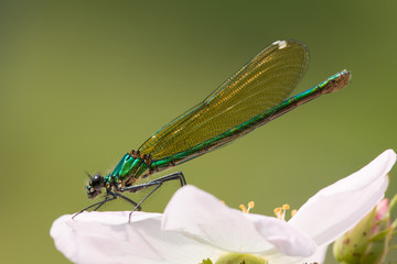 Weibchen der Gebänderten Prachtlibelle
