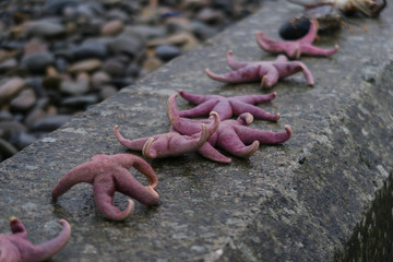 Several purple to red starfish lying next to each other on stone wall at rocky beach, seaside