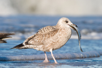 Junge Silbermöwe mit Beute
