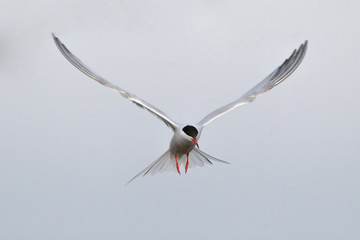K&uuml;stenseeschwalbe (Sterna paradisaea)