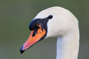 Portrait Höckerschwan (Cygnus olor)