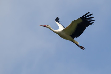 Weißstorch (Ciconia ciconia)