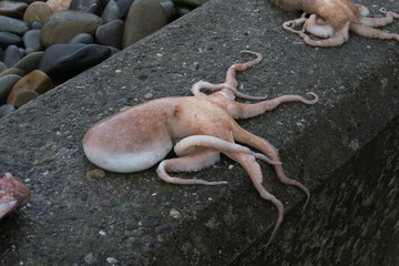 Dead Octopus fish laid up on stone wall near beach - Squashy tentacles hanging over edge