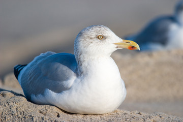 Portrait Silbermöwe (Larus argentatus)