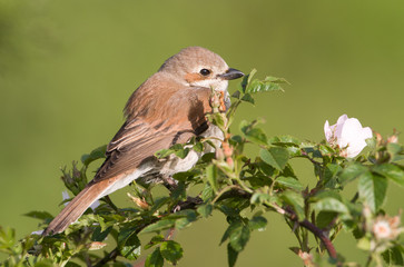 Weiblicher Neuntöter (Lanius collurio)
