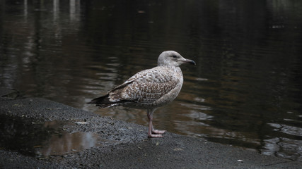 Side view of brown feathered pigeon - Dove standing on the edge to a lake in a park