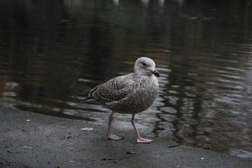 Brown feathered pigeon walking along edge at lake - Dove near water in park