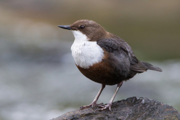 Wasseramsel (Cinclus cinclus)